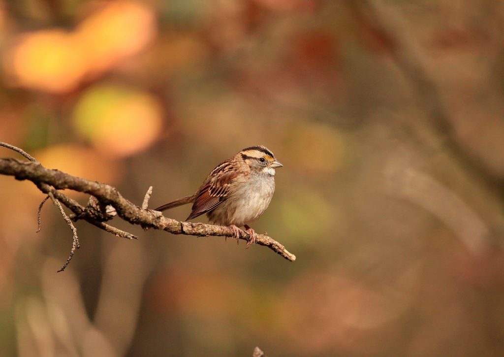 white throated sparrow, sparrow, bird-8377444.jpg